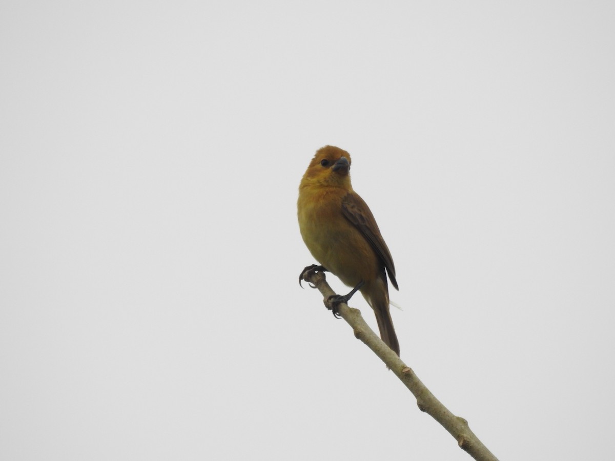 Variable Seedeater - ML252719051