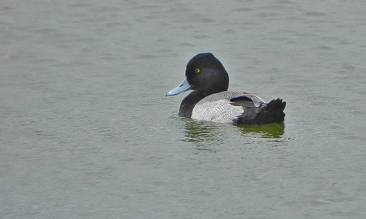 Lesser Scaup - ML252720081