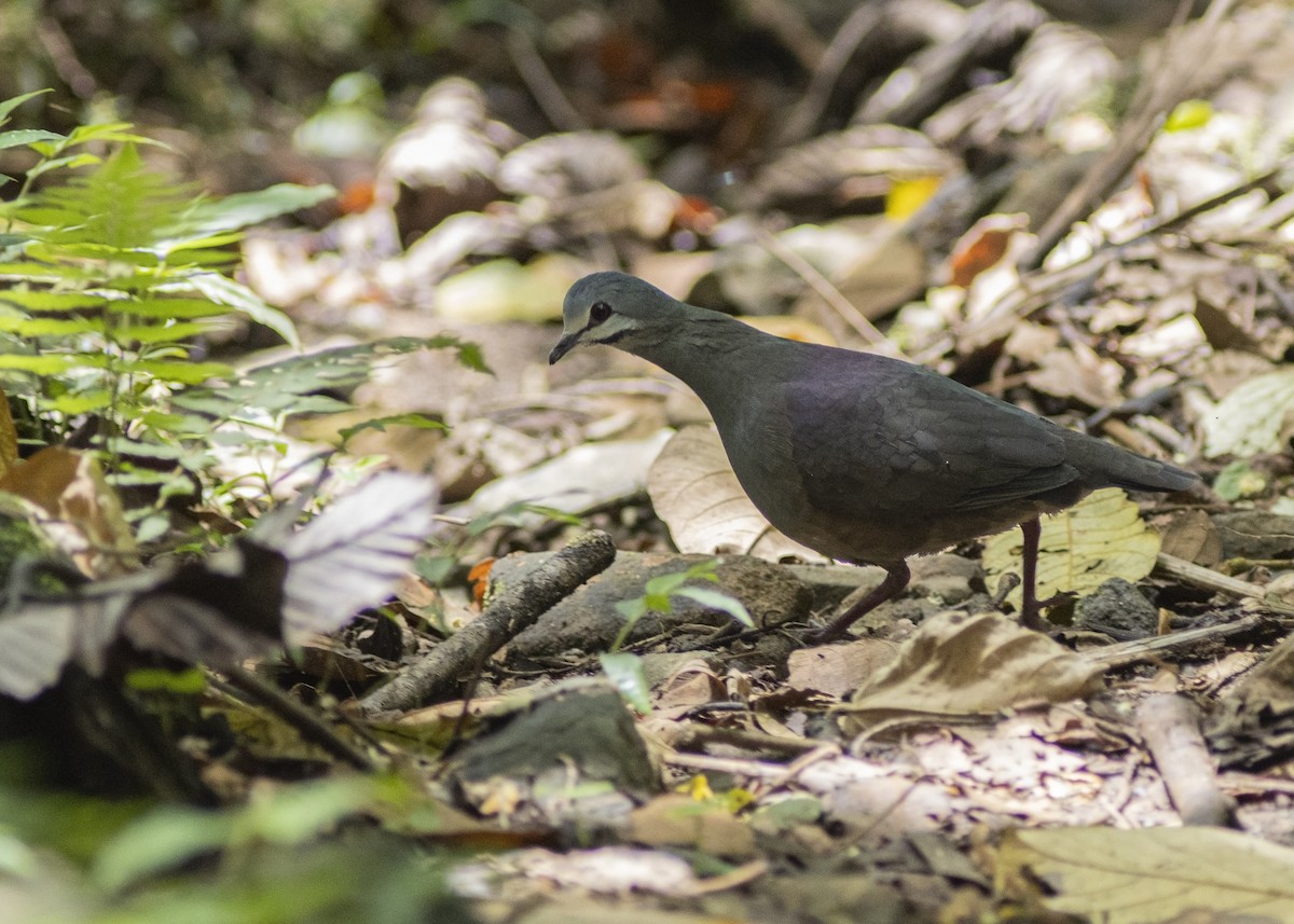 Purplish-backed Quail-Dove - ML252720941