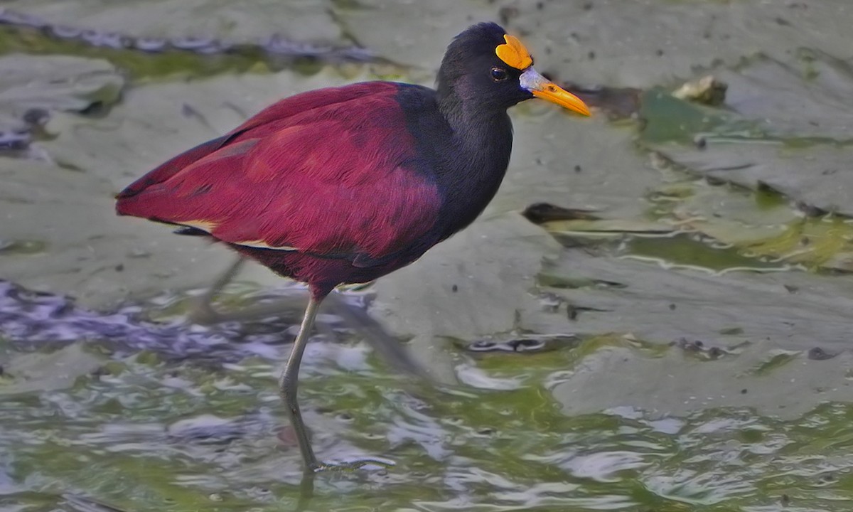 Northern Jacana - ML252721581