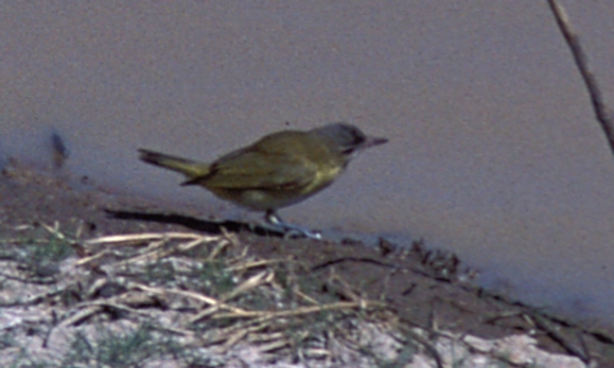 Yellow-green Vireo - Brian Sullivan