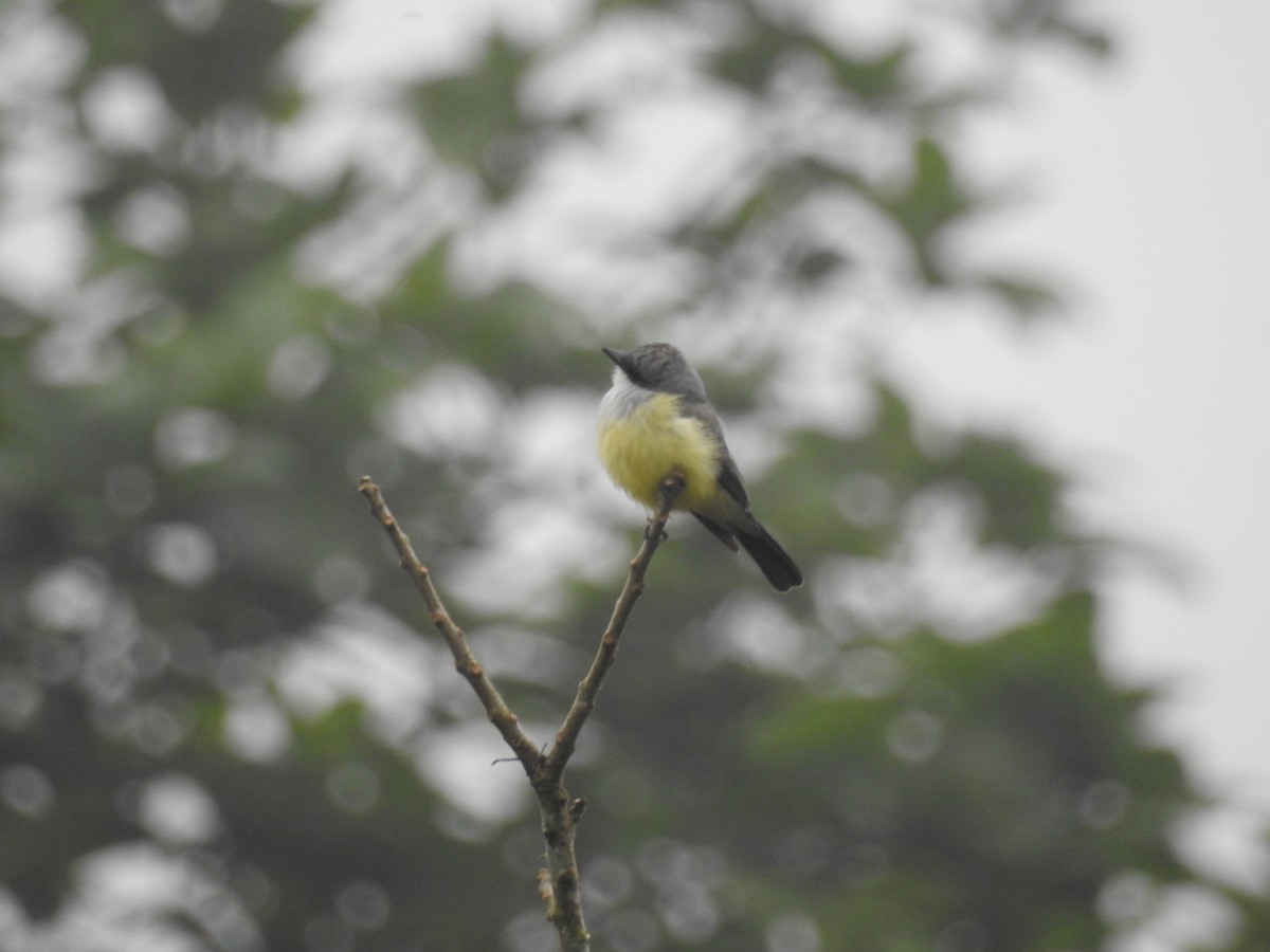 Snowy-throated Kingbird - ML252723431