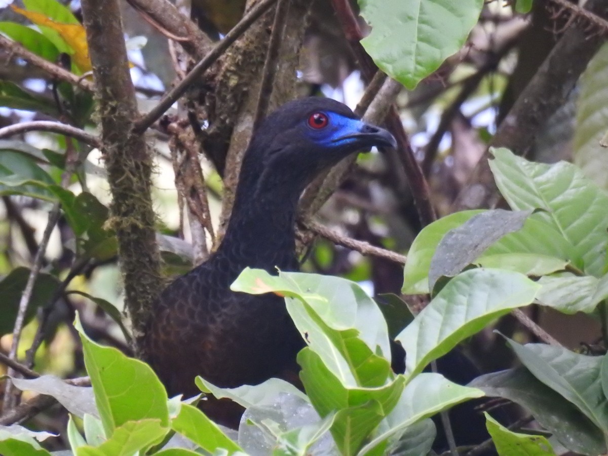 Sickle-winged Guan - ML252724971