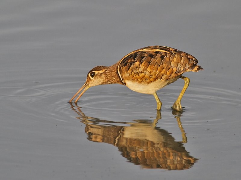 Greater Painted-Snipe - ML252725651