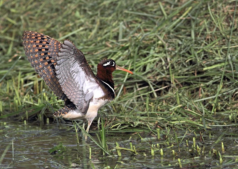 Greater Painted-Snipe - ML252725661