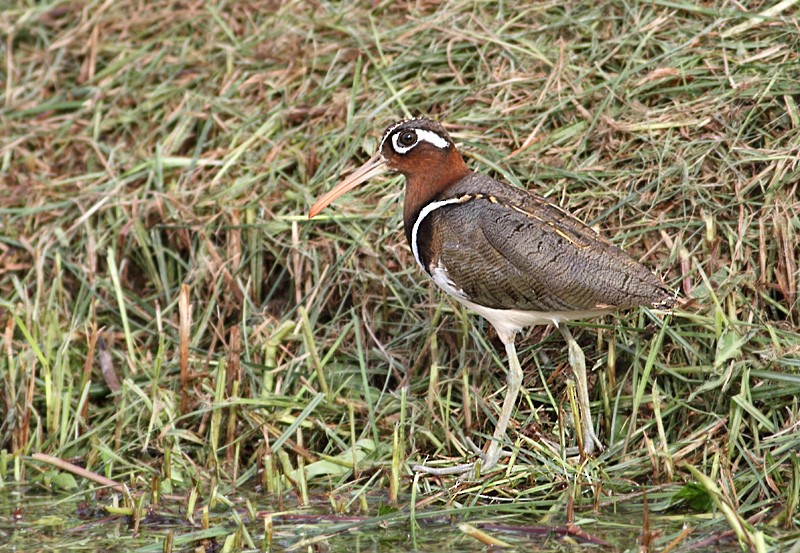 Greater Painted-Snipe - ML252725671