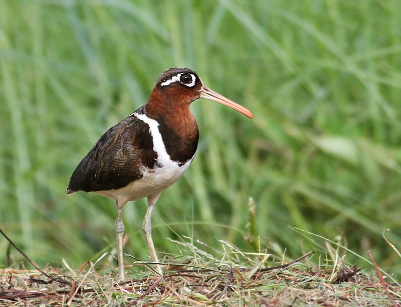 Greater Painted-Snipe - ML252725681