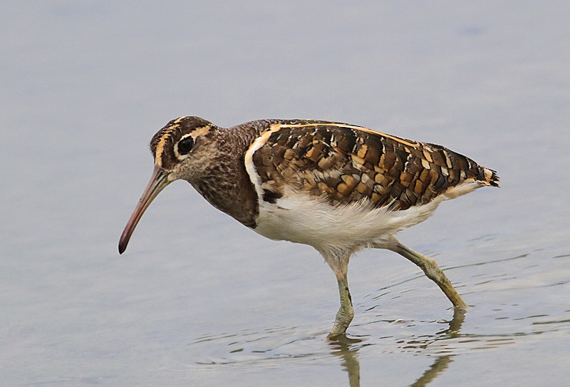 Greater Painted-Snipe - ML252725691