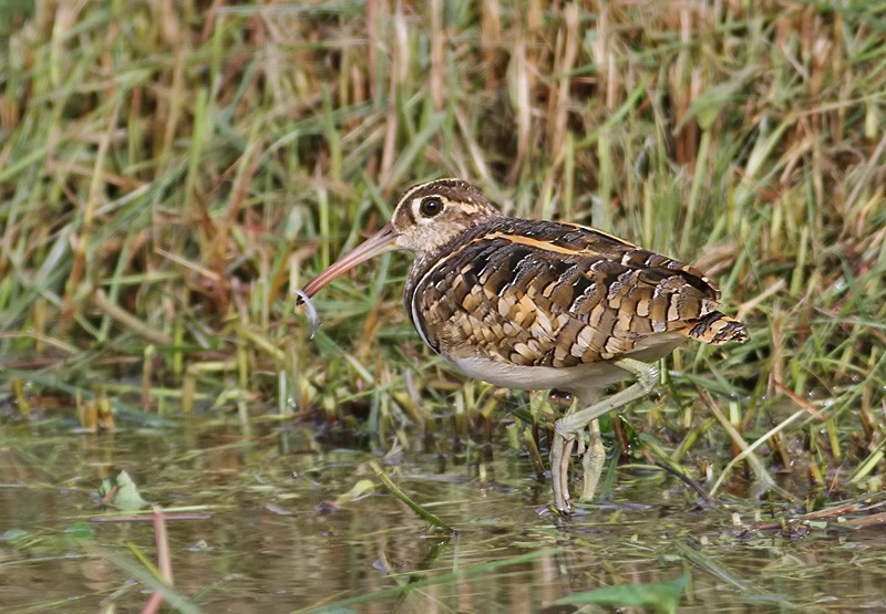 Greater Painted-Snipe - ML252725701