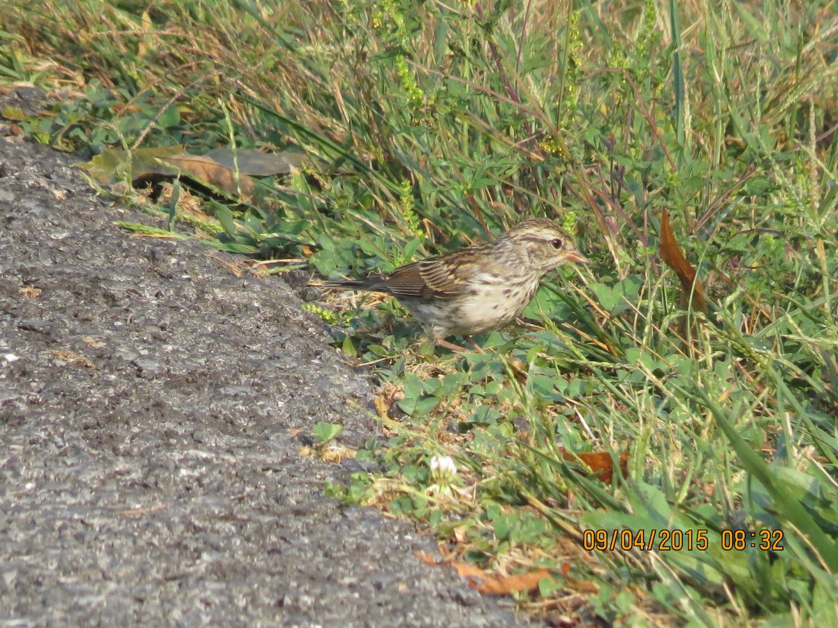 Chipping Sparrow - ML25272671