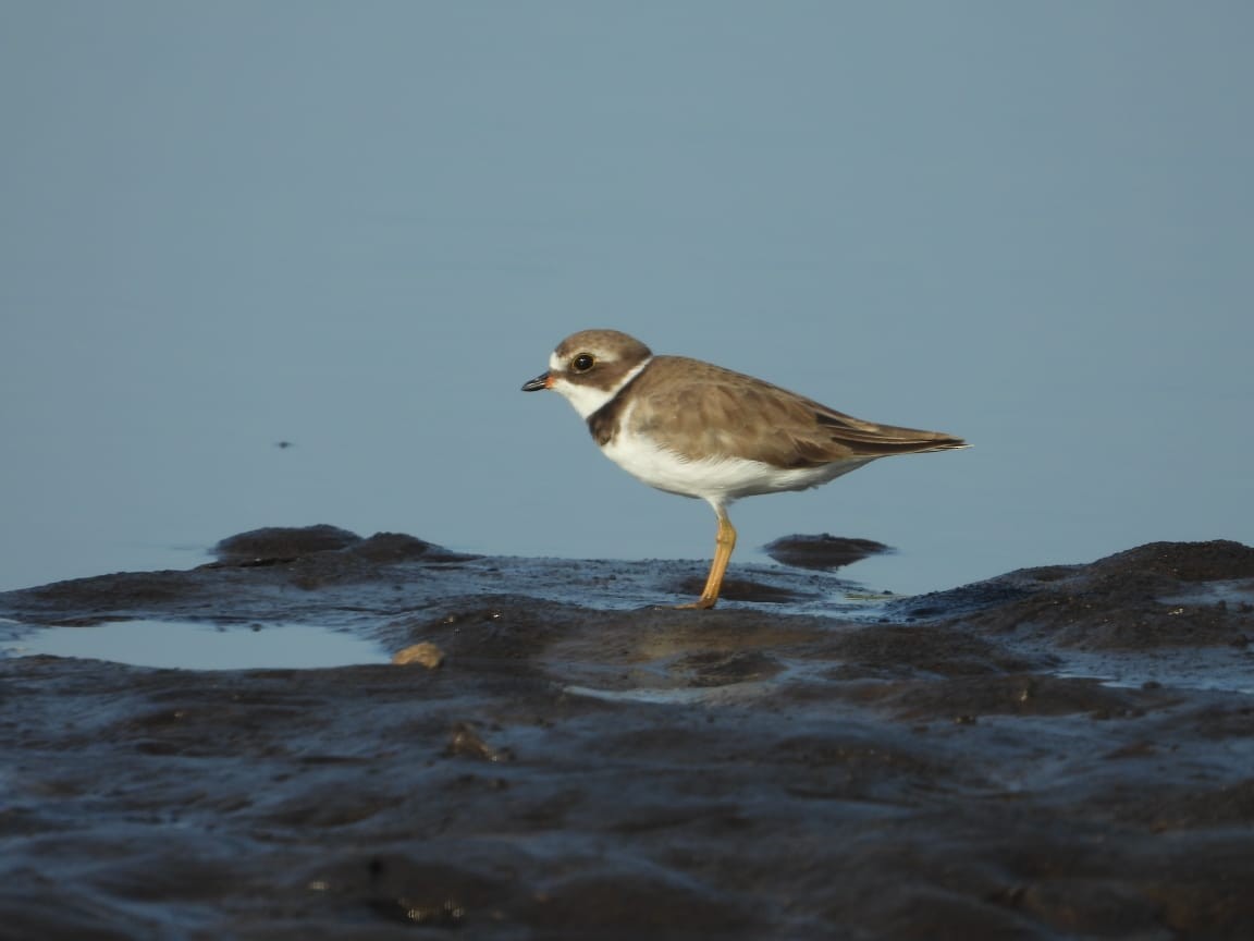 Semipalmated Plover - ML252726841
