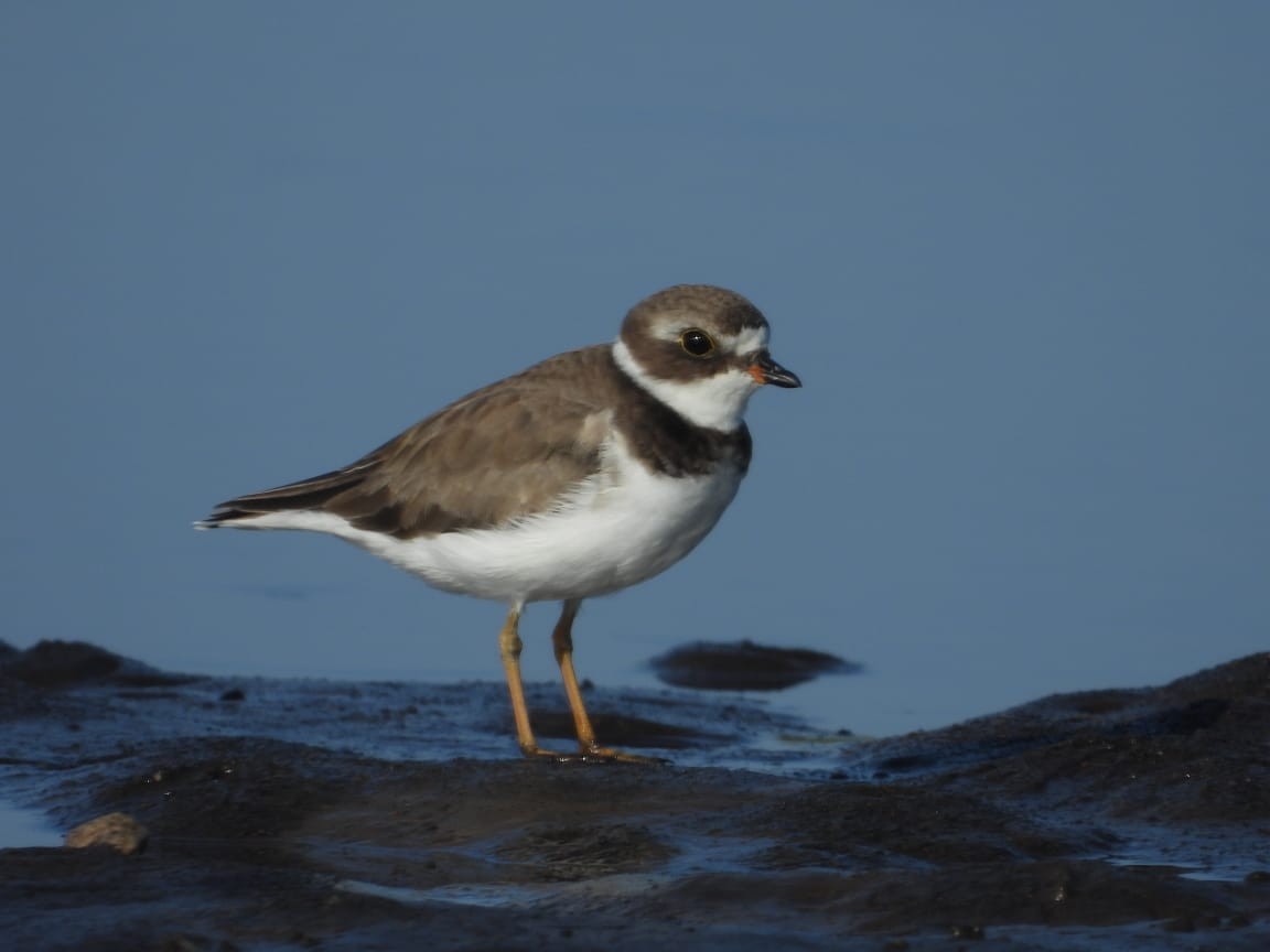 Semipalmated Plover - Gerson Josue Castellanos Portillo