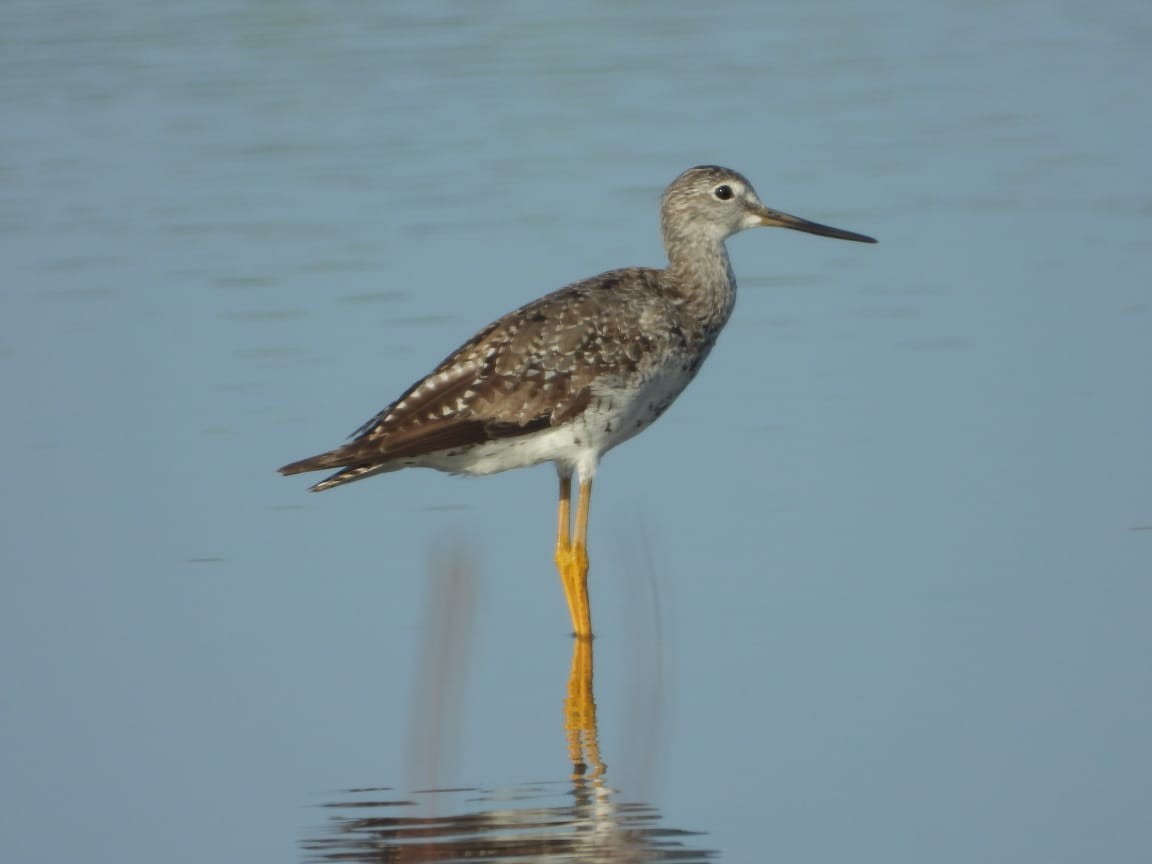 Greater Yellowlegs - ML252728471