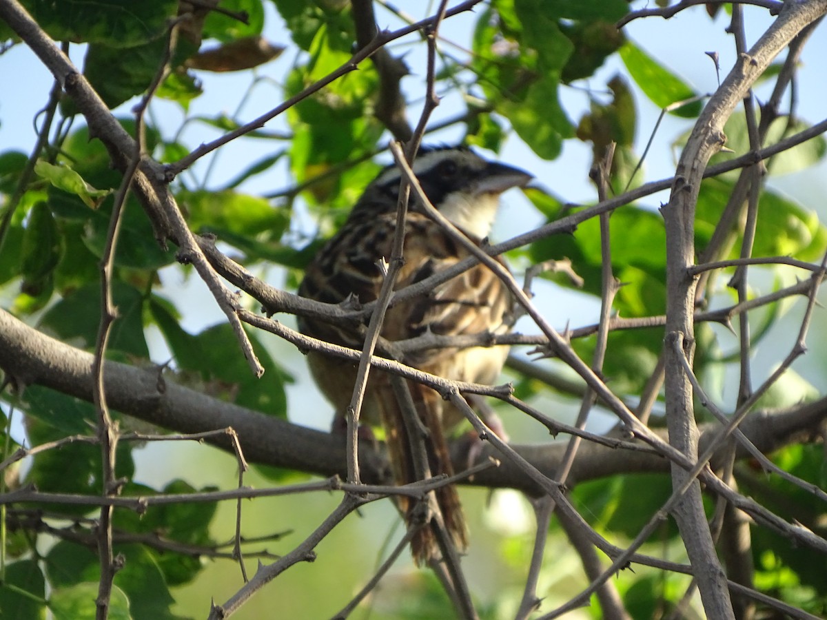 Stripe-headed Sparrow - ML252728611