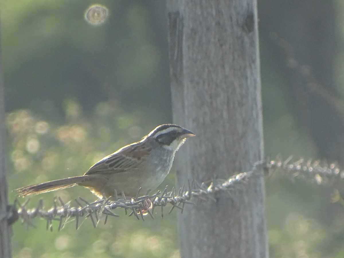 Stripe-headed Sparrow - ML252728621