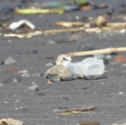 Collared Plover - ML252728931