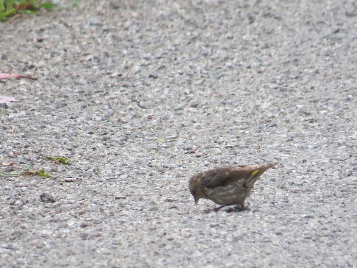 Pine Siskin - Garth Harwood