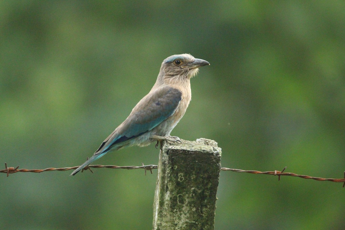 Indian x Indochinese Roller (hybrid) - ML252730481