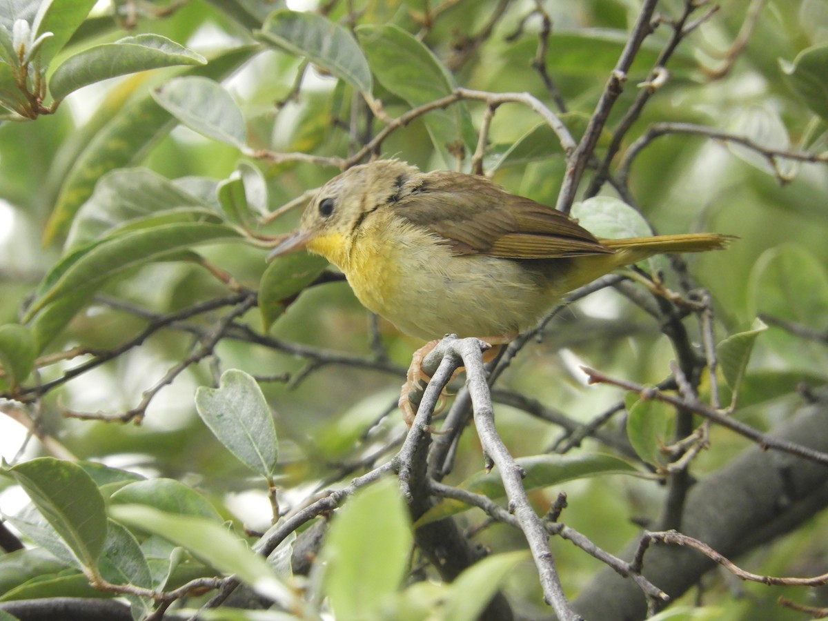 Common Yellowthroat - ML252731261