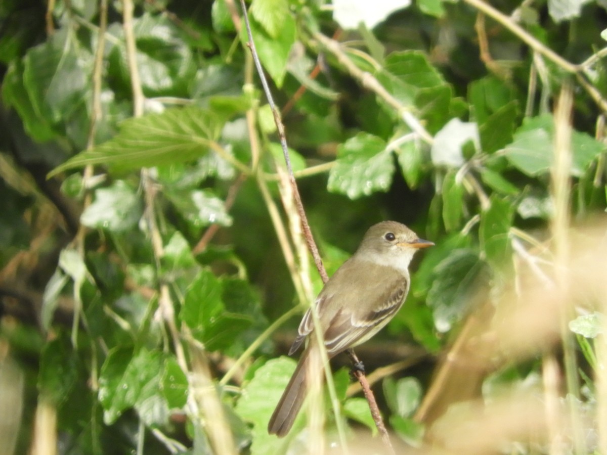 Willow Flycatcher - ML252732141