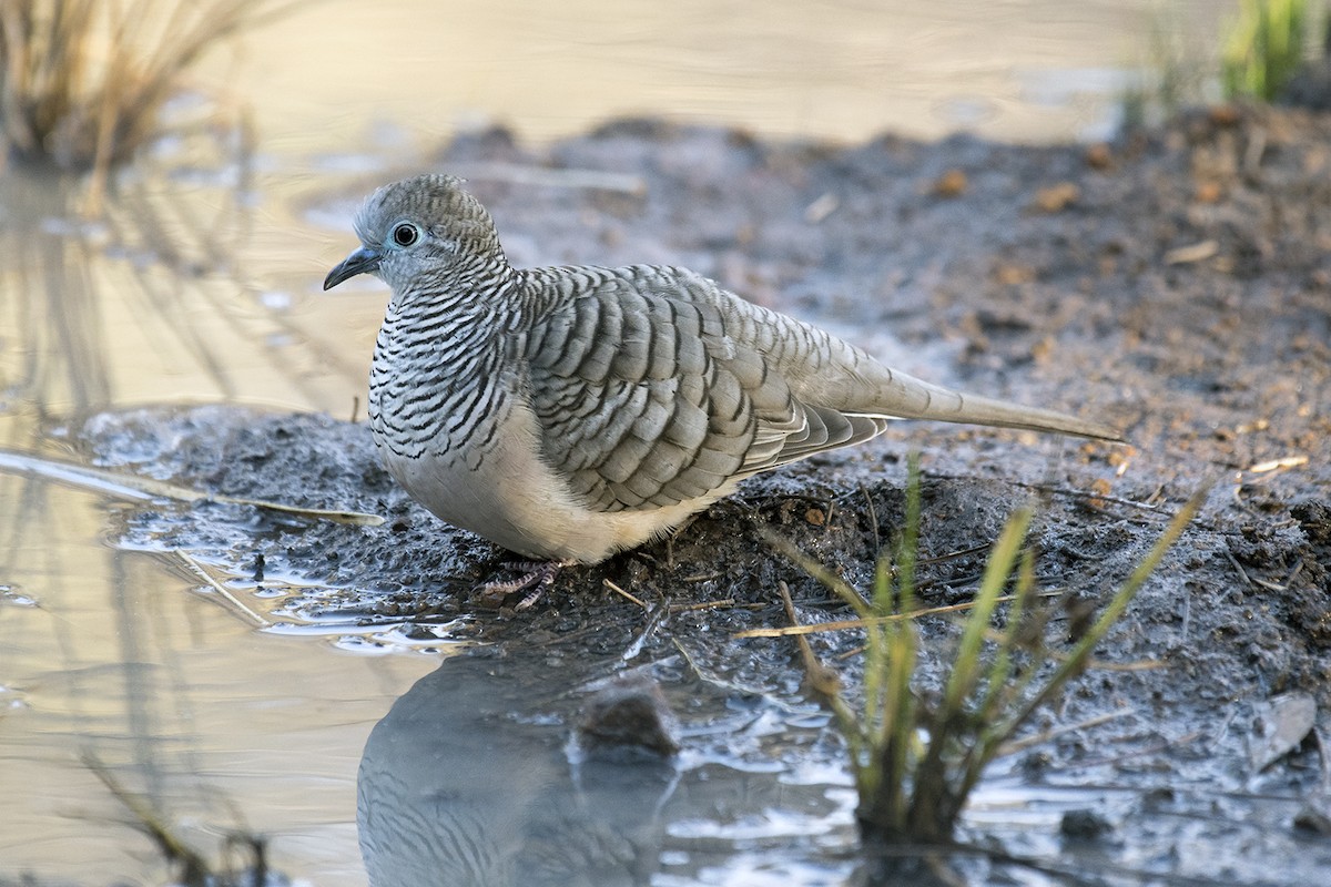 Peaceful Dove - David King