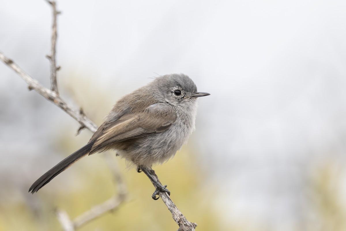 California Gnatcatcher - ML252734211