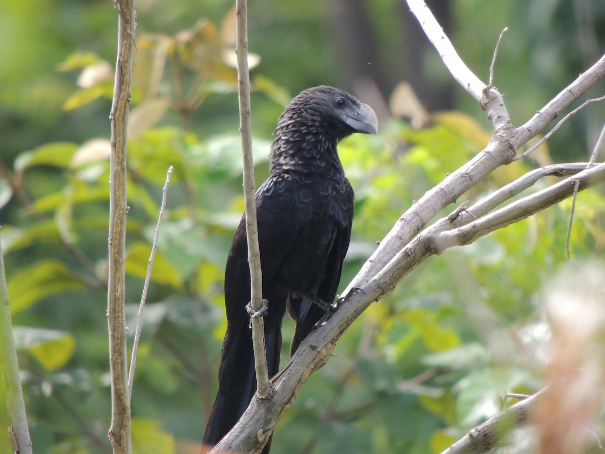 Smooth-billed Ani - ML252735801