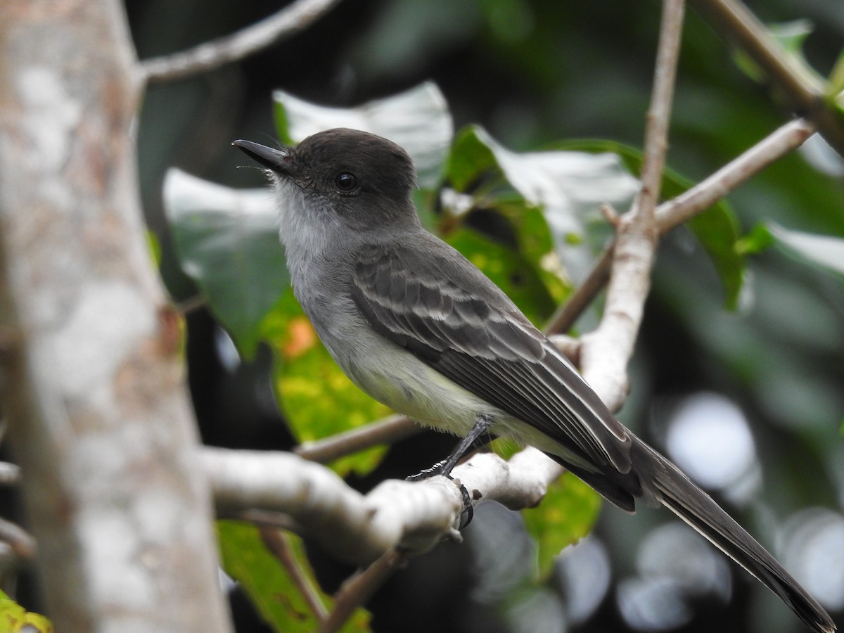 Swainson's Flycatcher - ML252737211