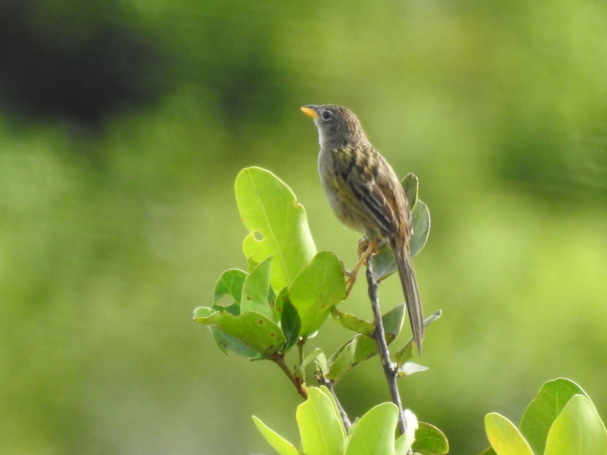 Wedge-tailed Grass-Finch - ML252737311