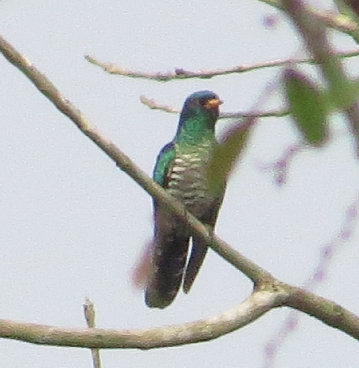 Asian Emerald Cuckoo - Nayana Amin