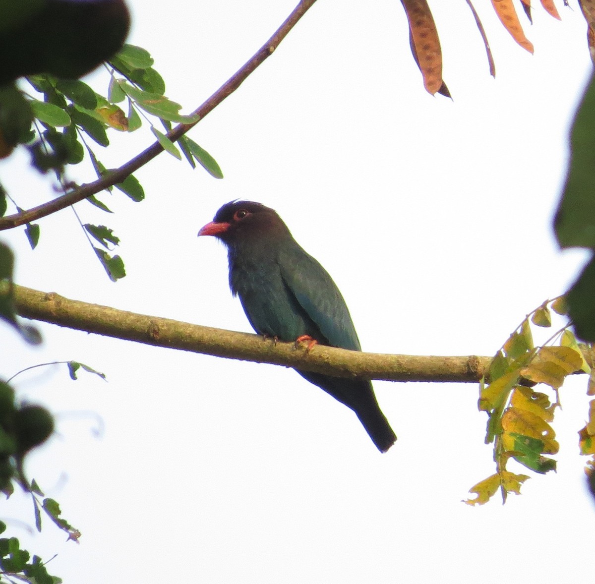 Dollarbird - Nayana Amin