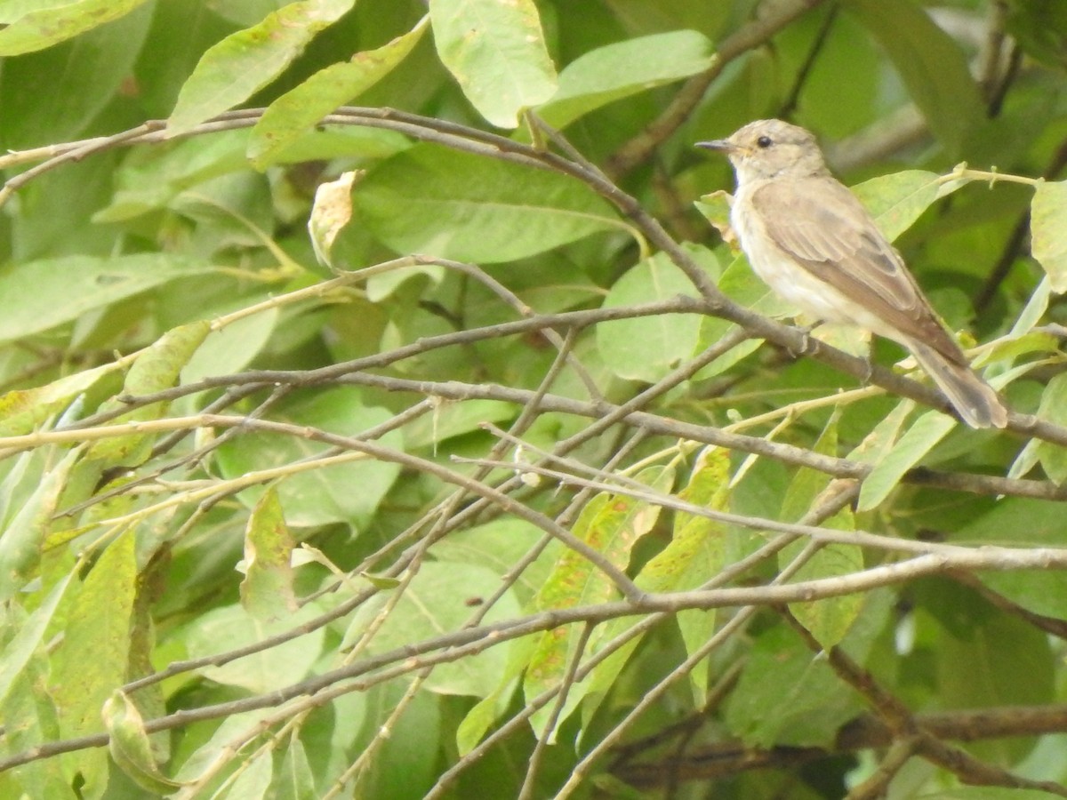 Spotted Flycatcher - Xeniya Volya