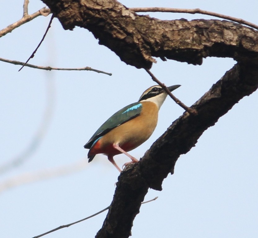 Indian Pitta - Nayana Amin