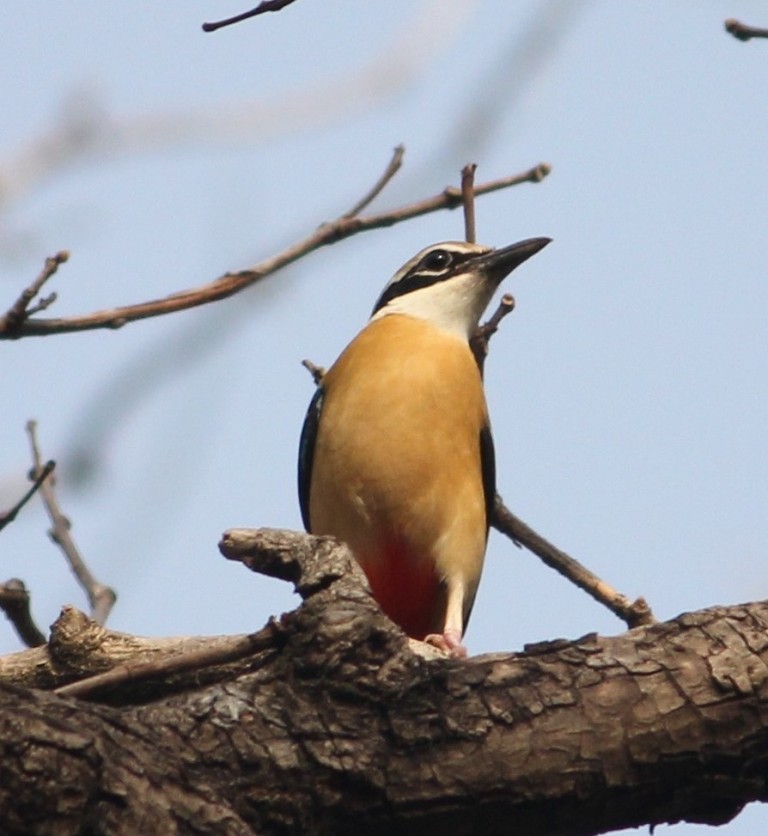 Indian Pitta - Nayana Amin