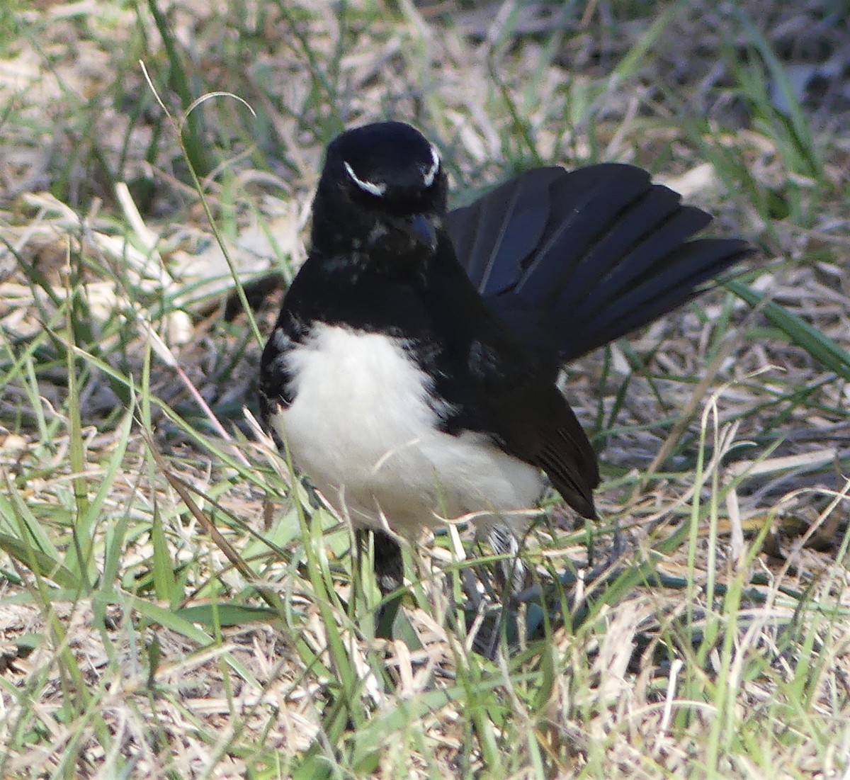 Willie-wagtail - ML252740061