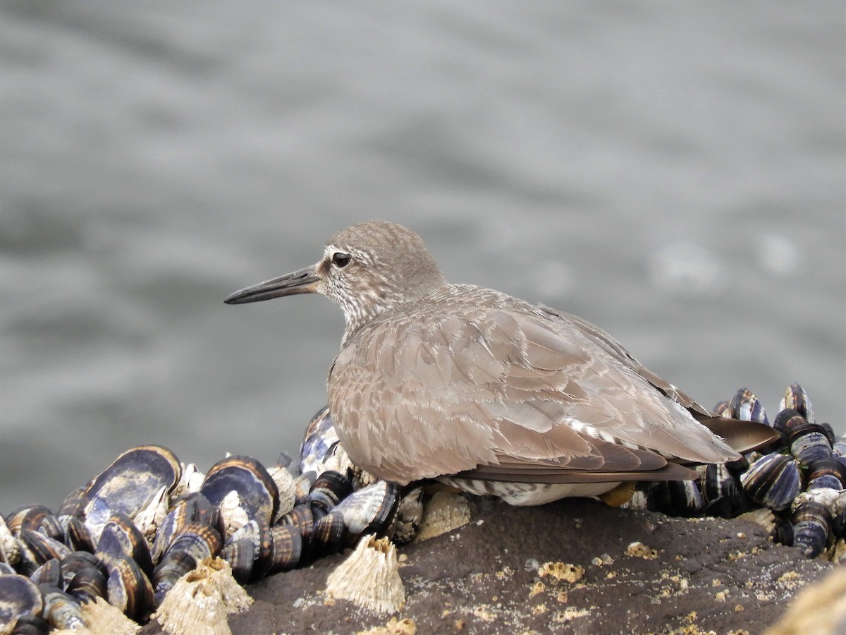 Wandering Tattler - Cliff Cordy