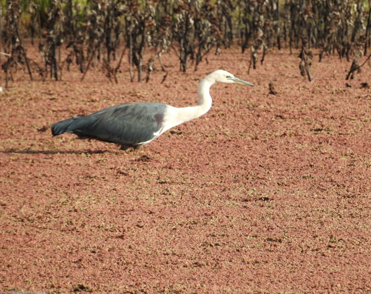 Garza Cuelliblanca - ML252746571