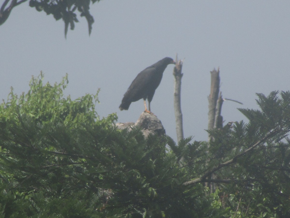 Great Black Hawk - ML252747851