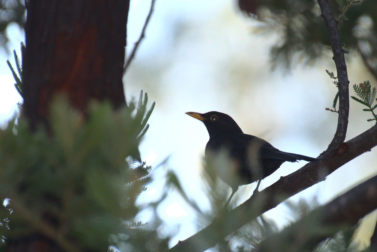 Eurasian Blackbird - ML252748391