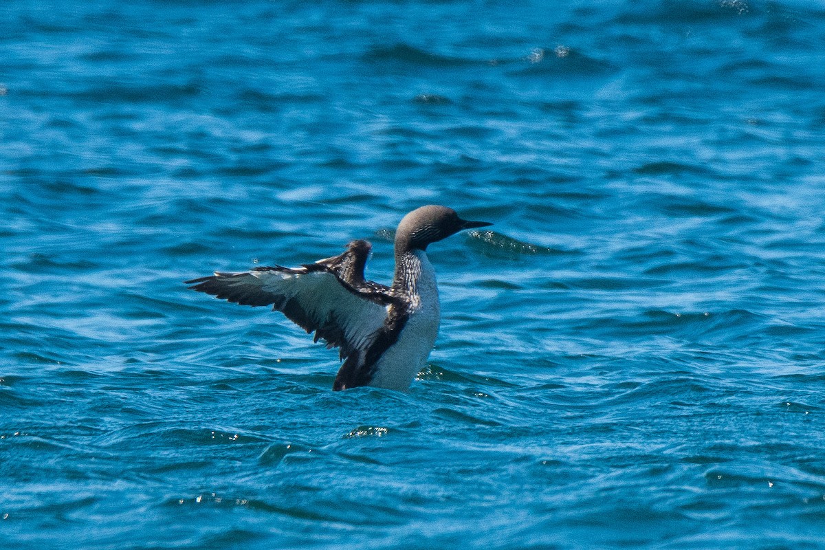 Pacific Loon - ML252749871