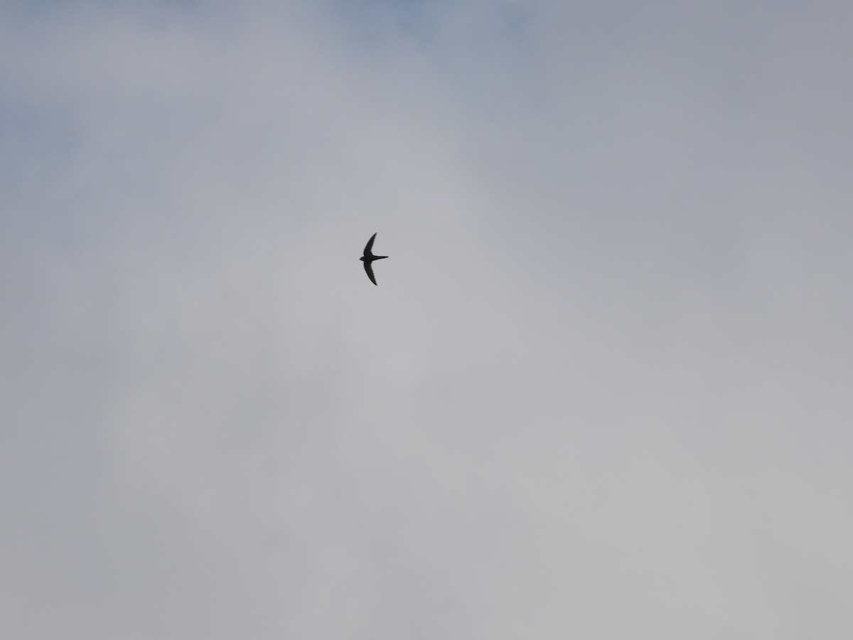 Common Swift - ML252751861