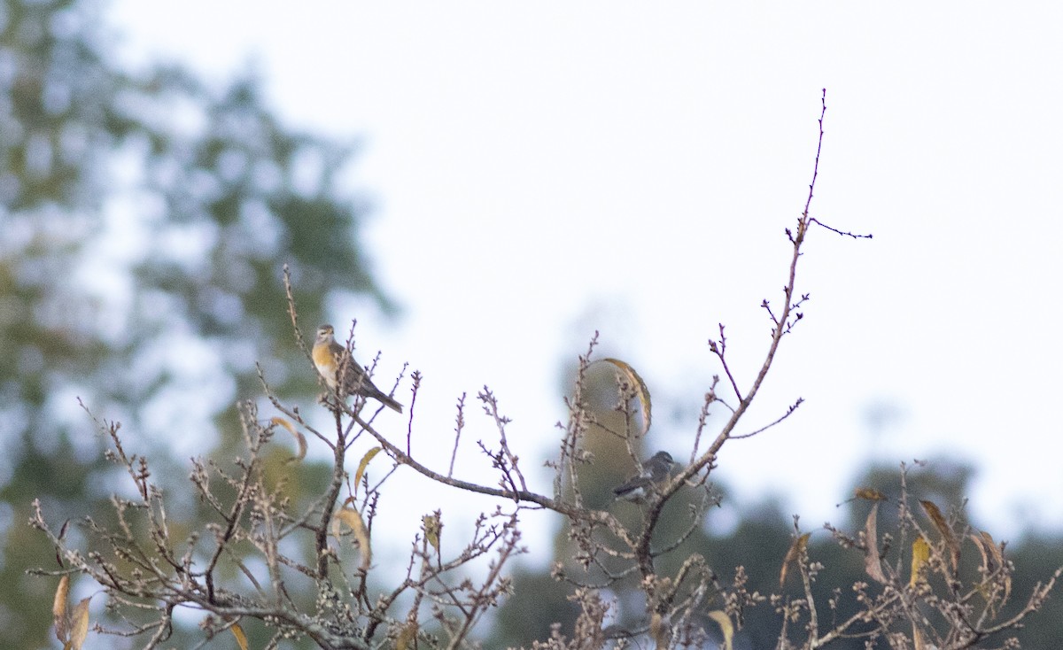 Eyebrowed Thrush - ML252752071