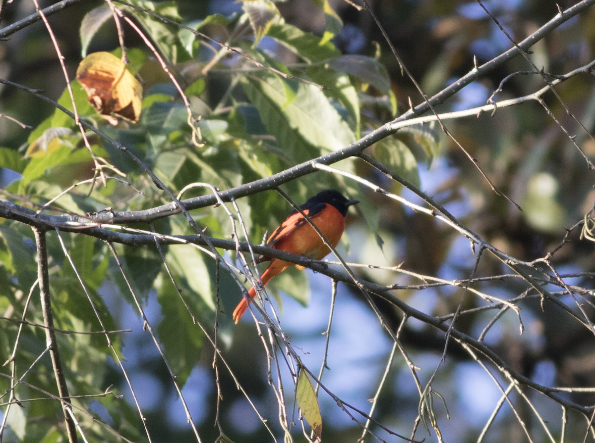 Scarlet Minivet - ML252752361