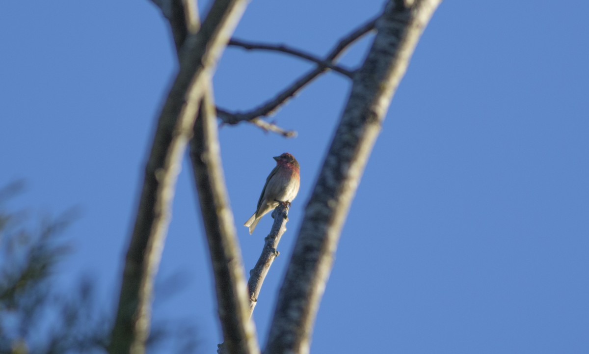 Common Rosefinch - ML252755961