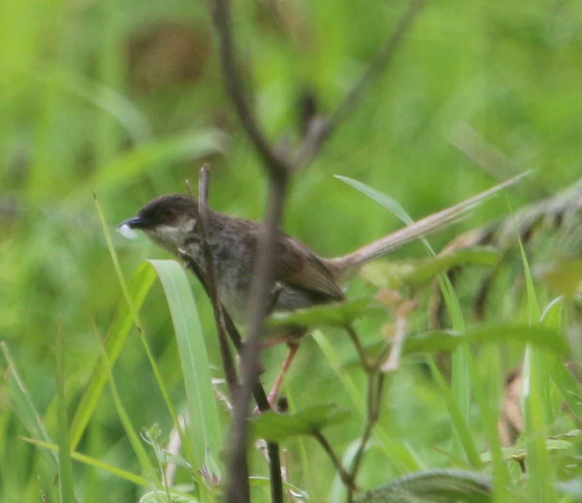 Himalayan Prinia - Kynsai Ria