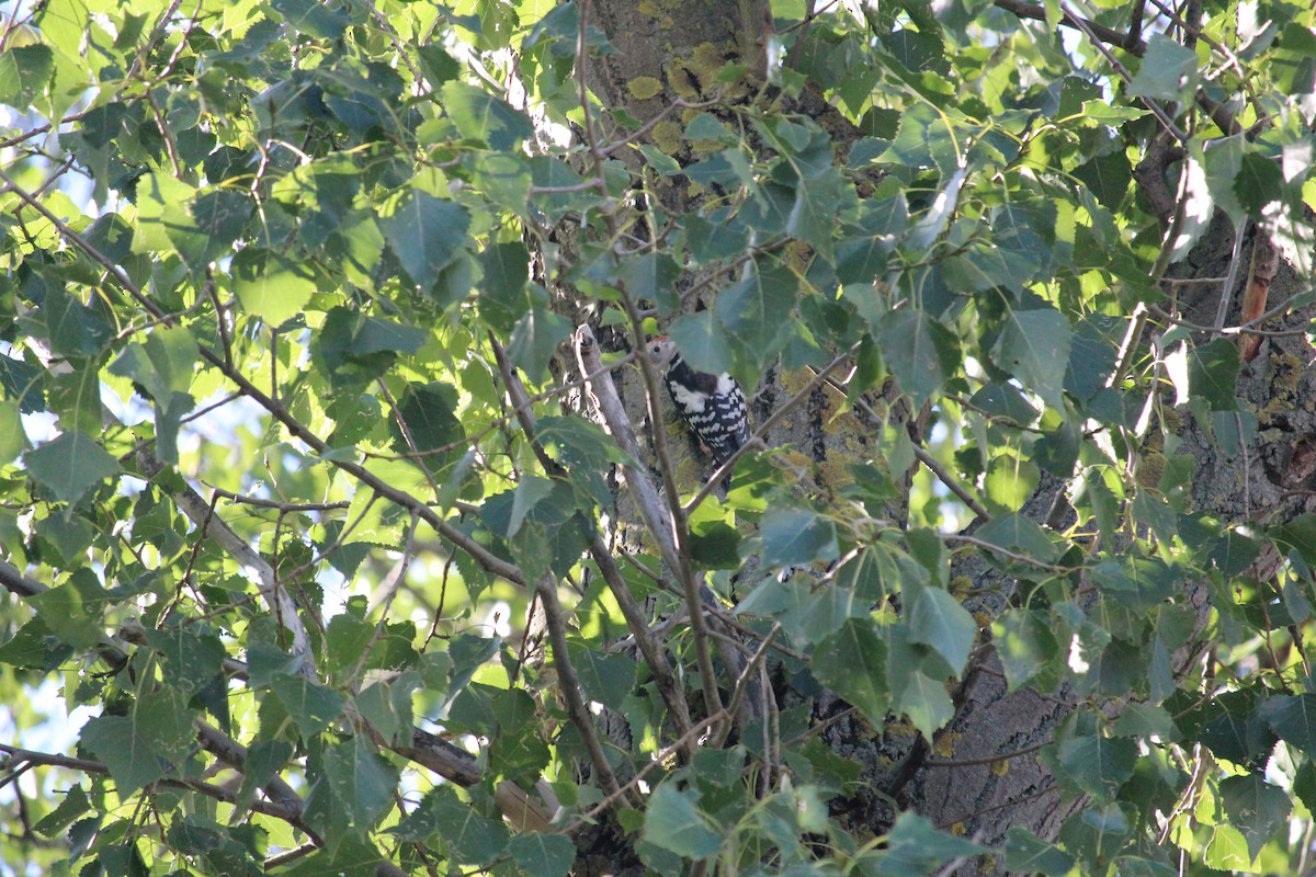 Middle Spotted Woodpecker - Max Martišková