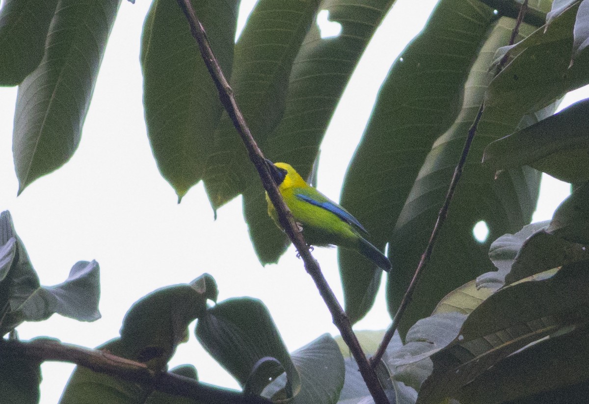 Blue-winged Leafbird - ML252757121