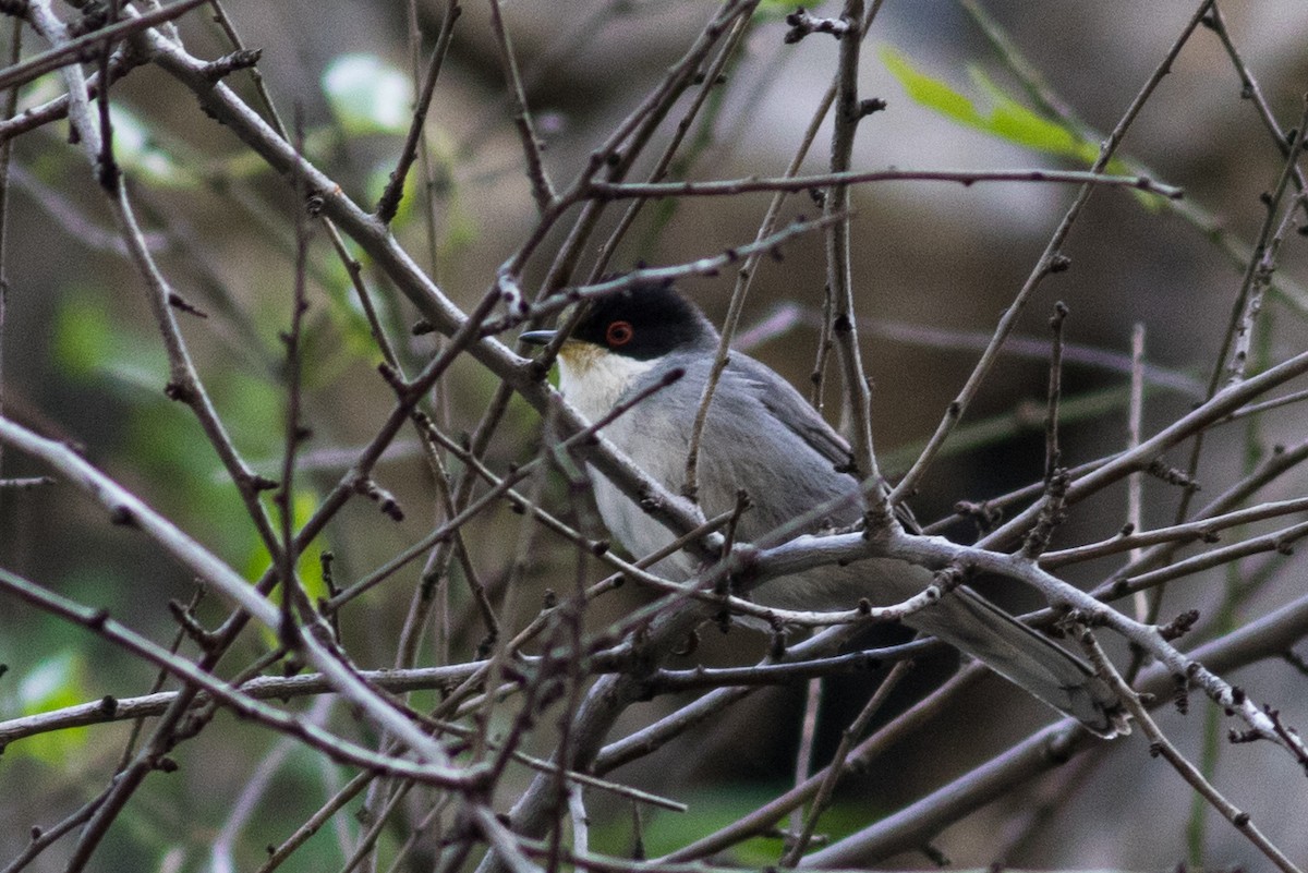 Sardinian Warbler - David Hird