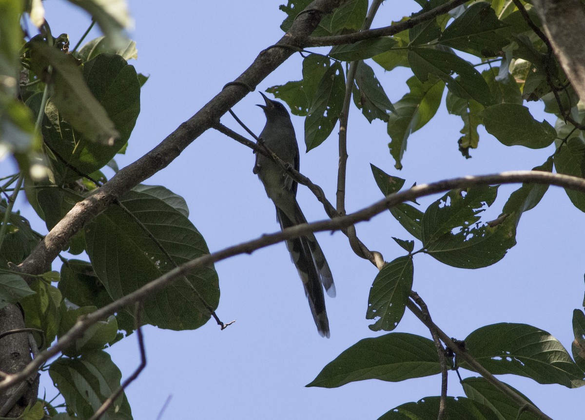 Long-tailed Sibia - ML252757171