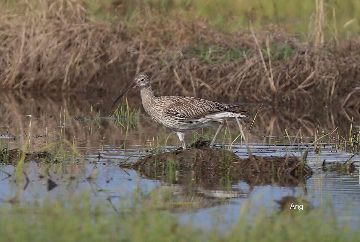 Eurasian Curlew - ML252758401